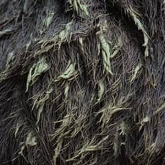 Sloth - The Fur Is an Ecosystem