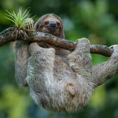 Sloth, Breath-Holding Sloths