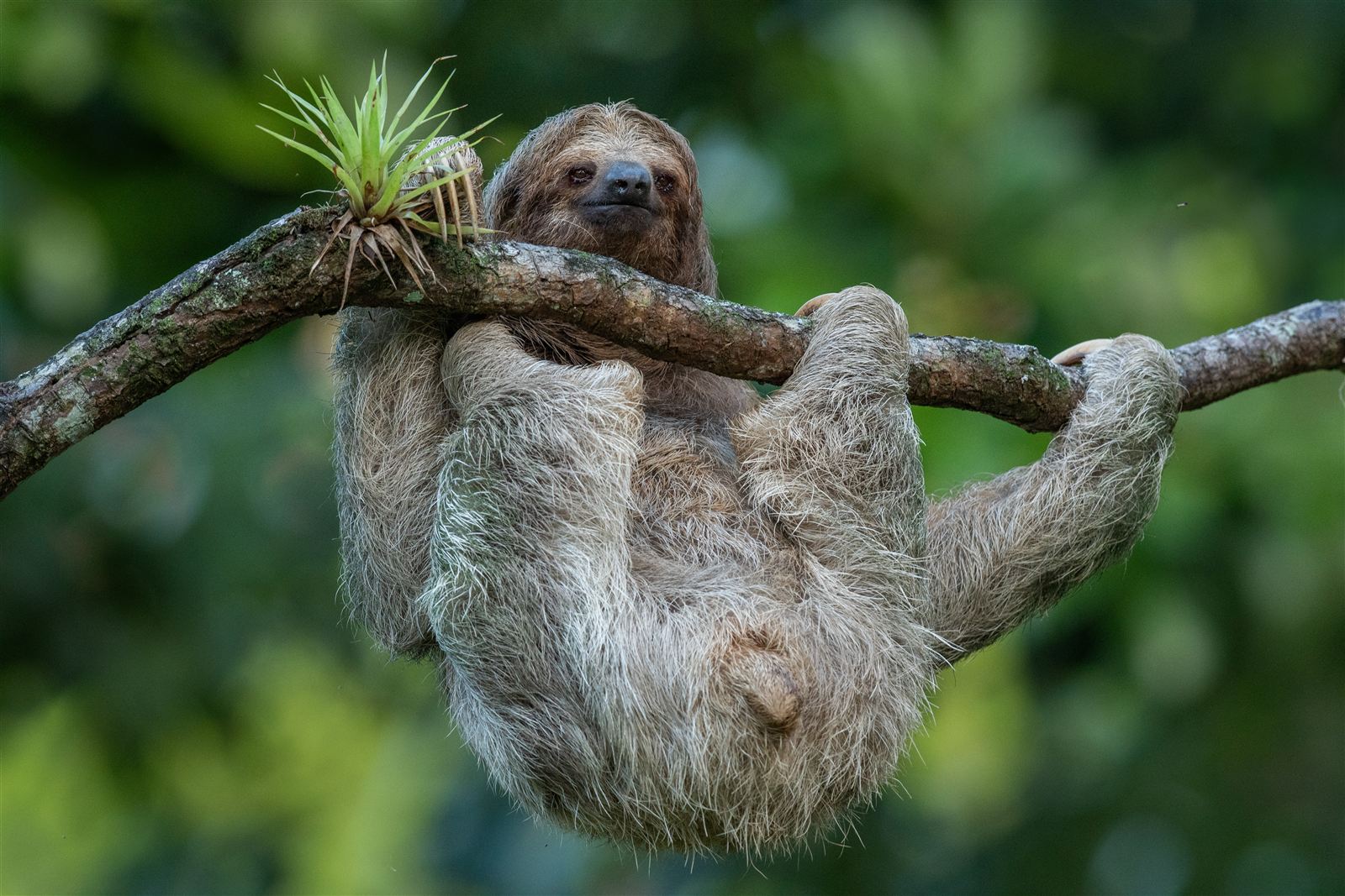 Sloth - Breath-Holding Sloths