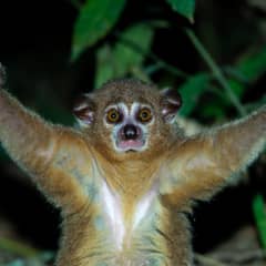 Slow Loris - Venom in Two Parts