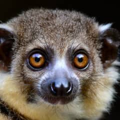 Slow Loris - Built Like the Cat Allergen