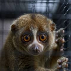 Slow Loris - Teeth Removed With Pliers