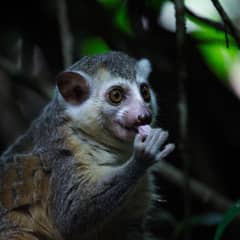 Slow Loris - The Only Venomous Primate
