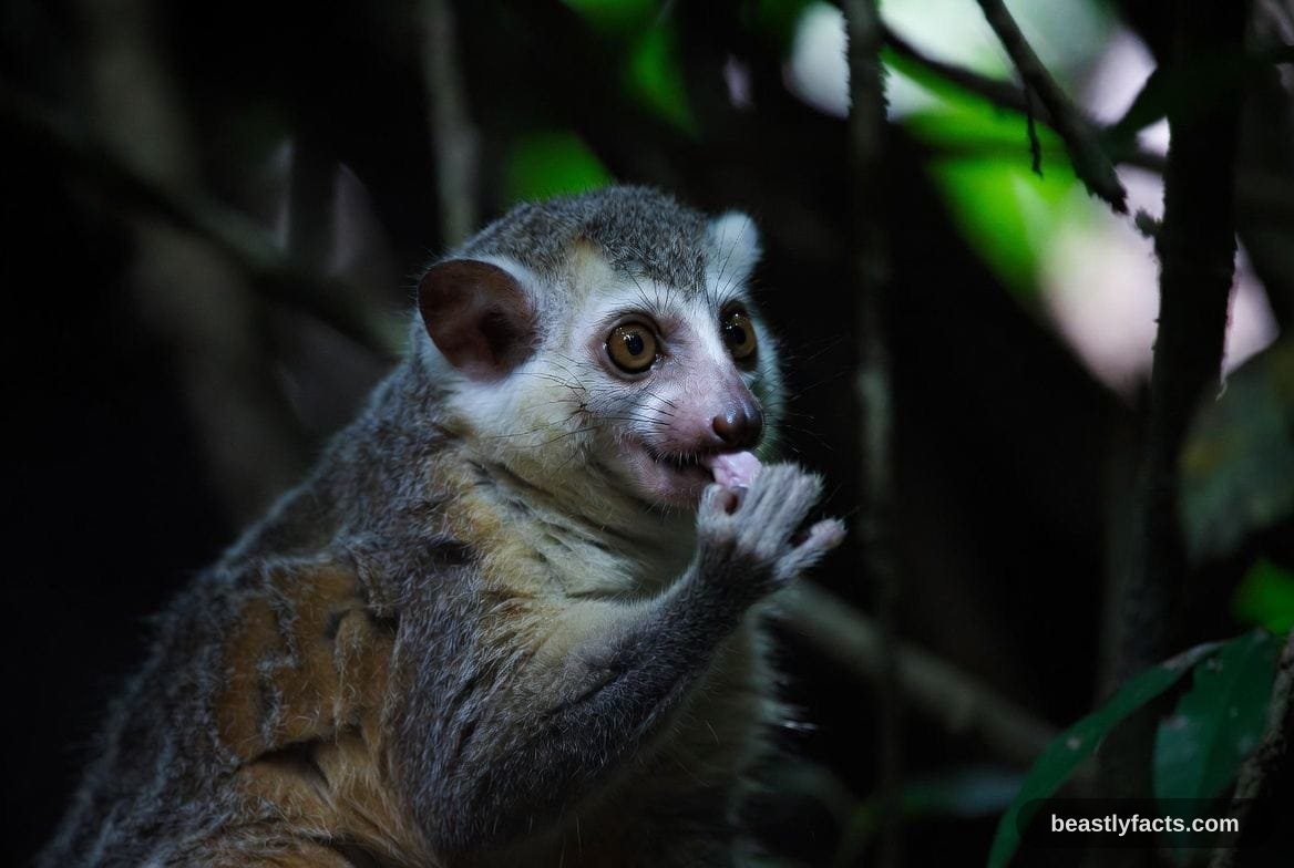A slow loris clinging to a branch showing its large forward-facing eyes