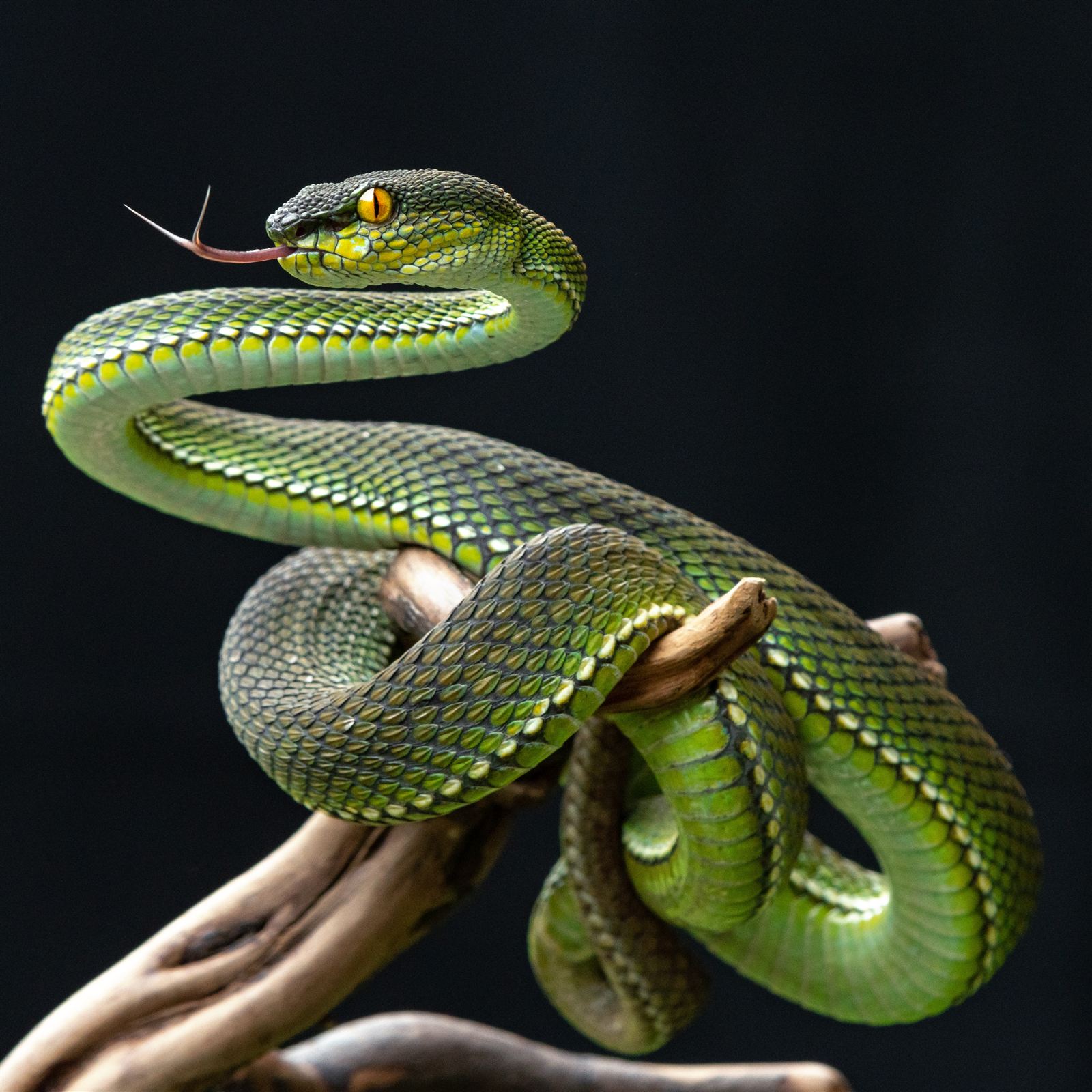 Snake - Tongue Sniffers