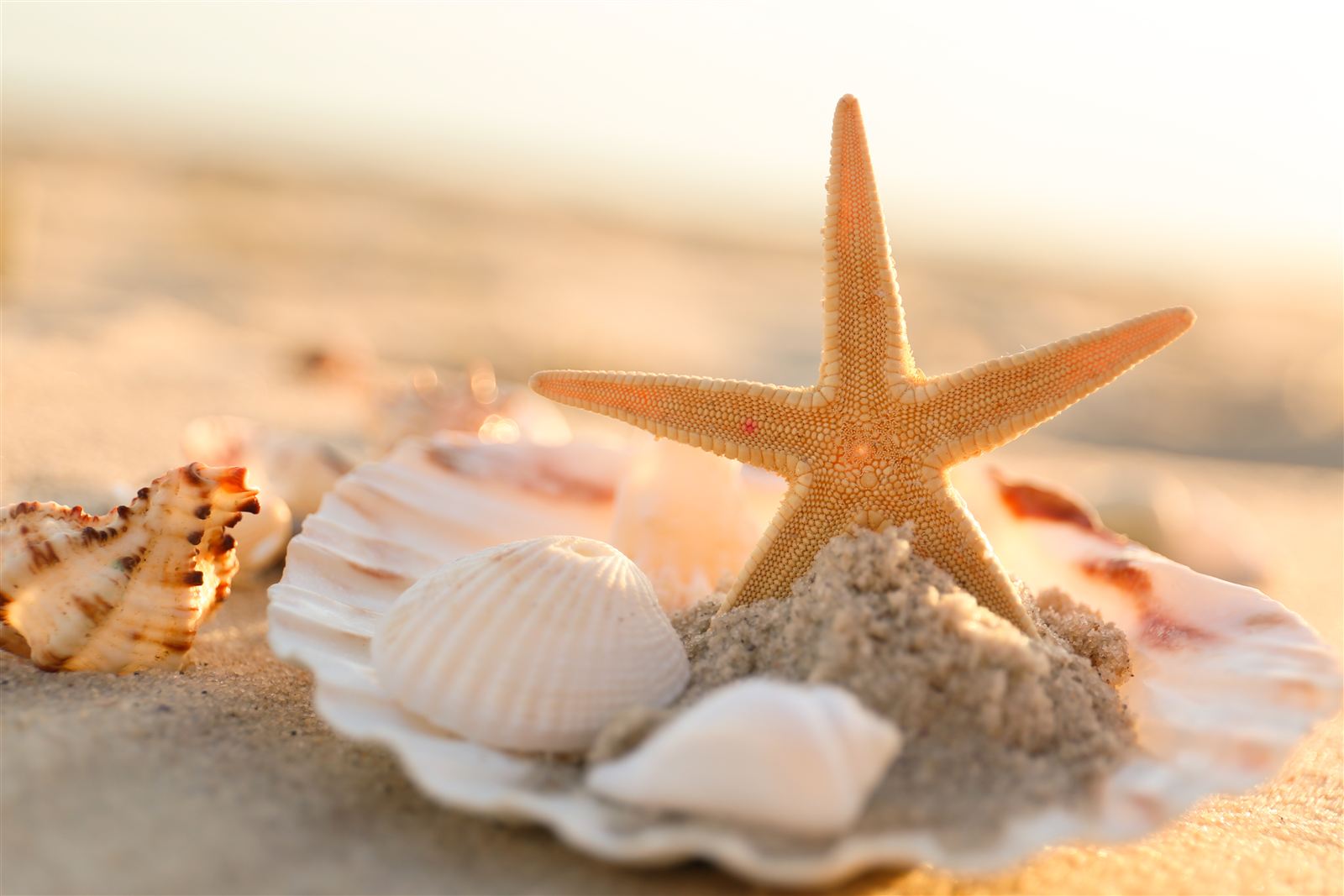 Starfish - Arm Regeneration Masters