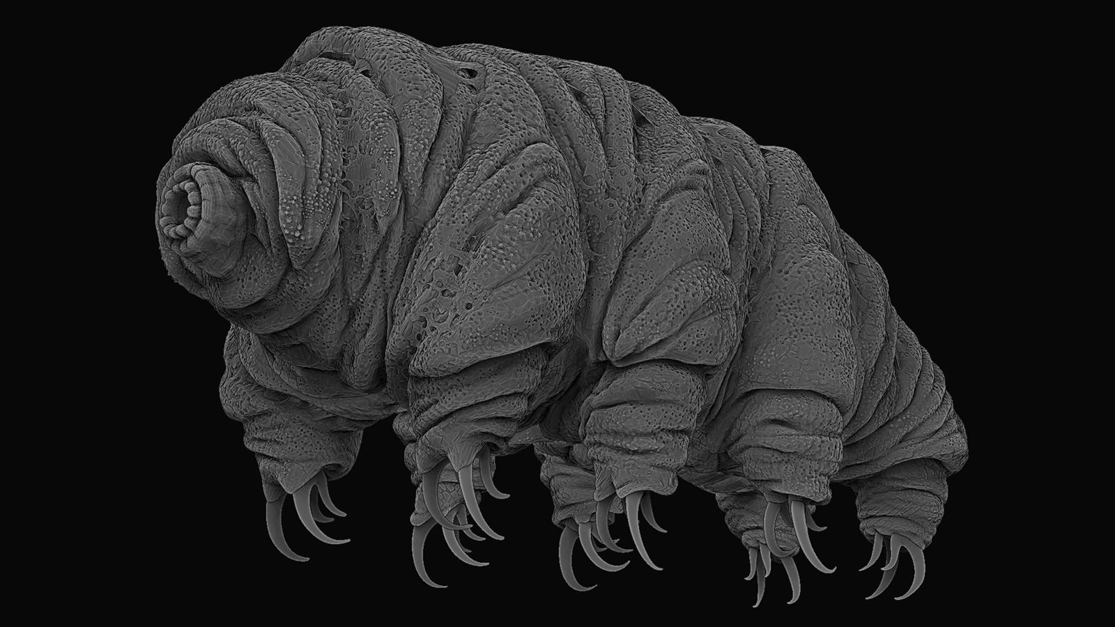 Tardigrade - Indestructible Water Bears