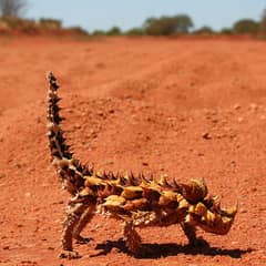 Thorny Devil - Drinks Through Its Skin