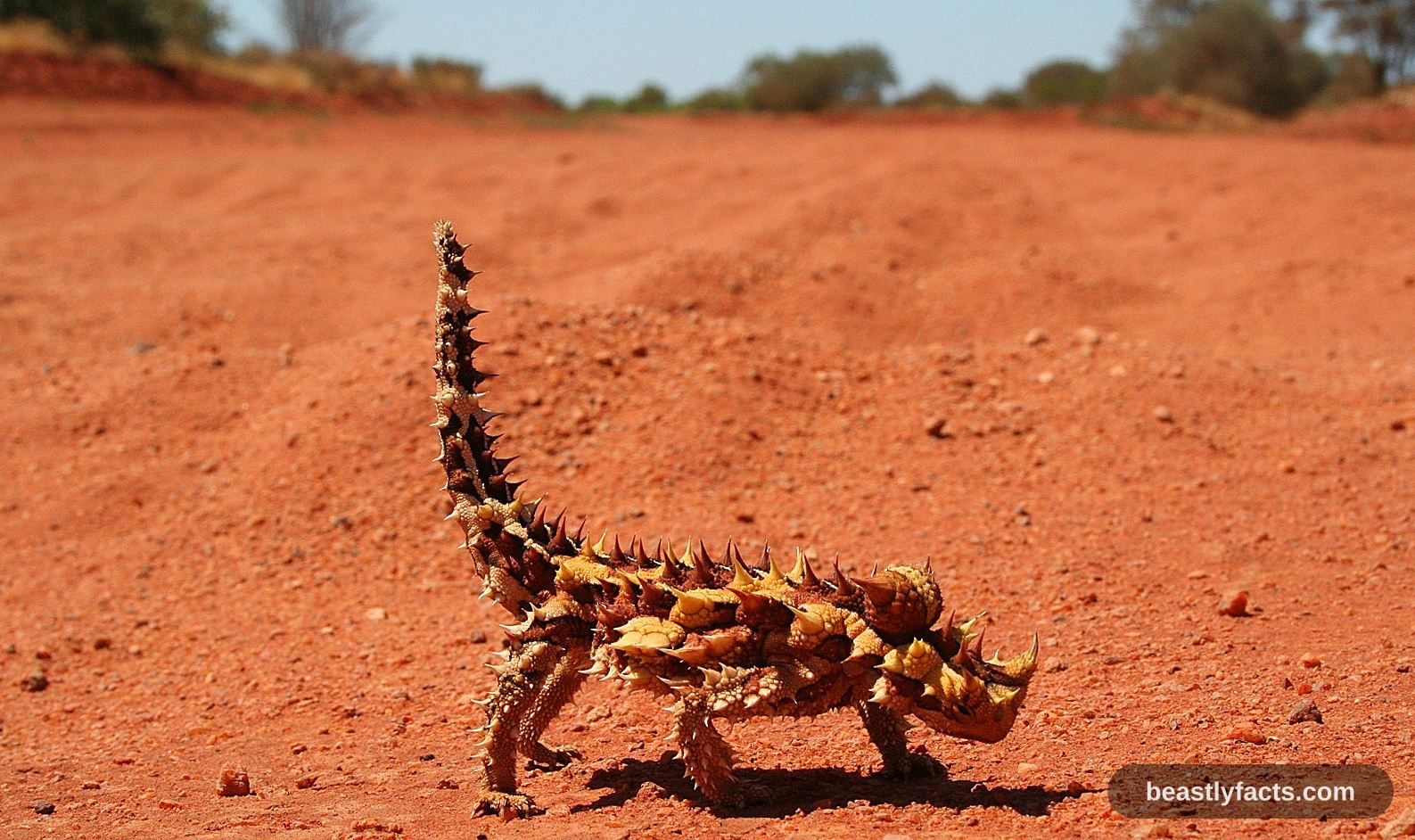 Close view of a thorny devil showing the spines along its back and the false head behind its neck