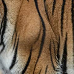 Tiger - Striped to the Skin