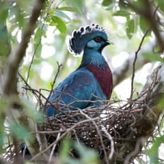 Victoria Crowned Pigeon - Both Parents Make Milk