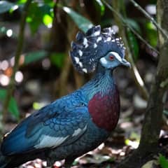 Victoria Crowned Pigeon - A Pigeon the Size of a Turkey