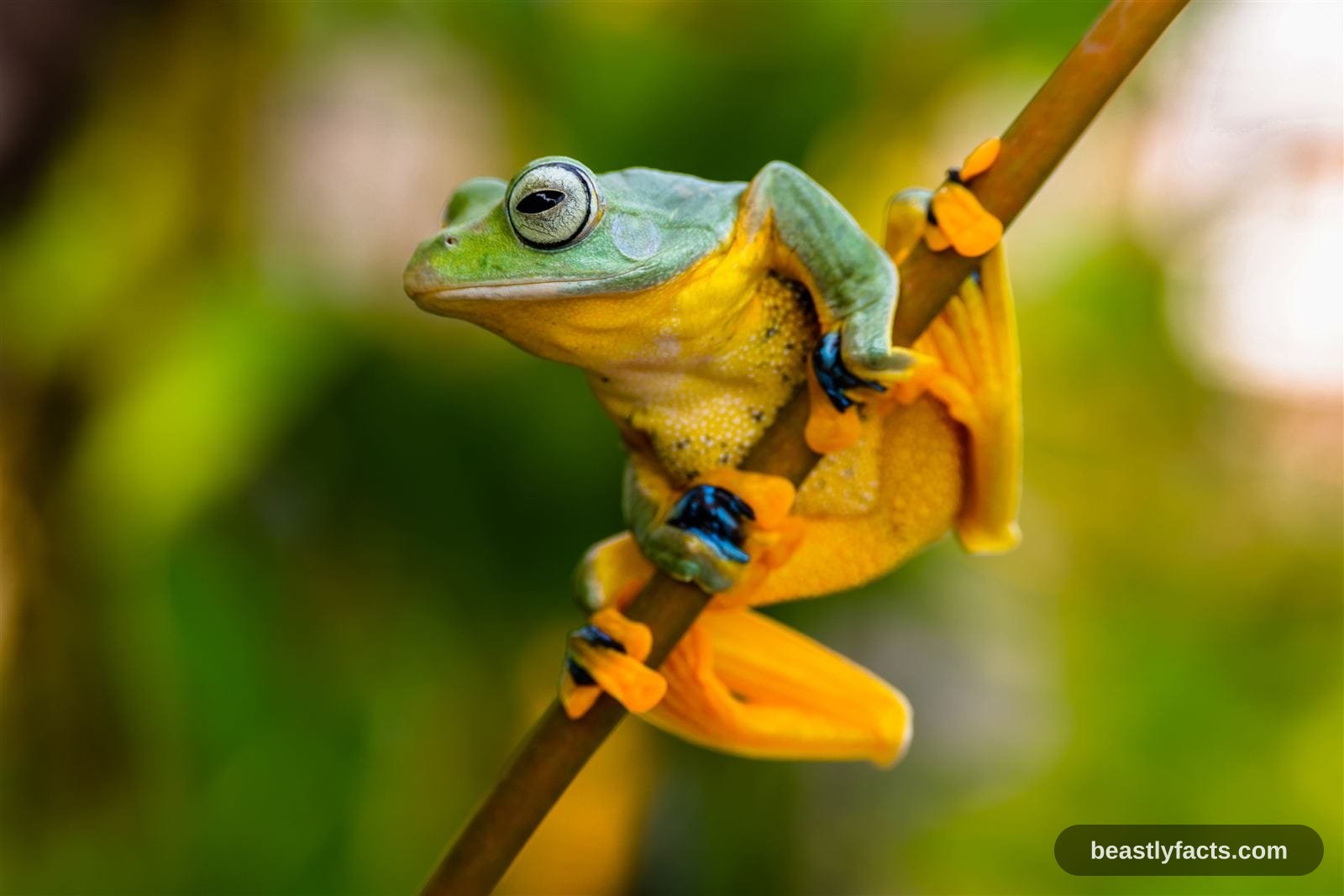 Wallace's Flying Frog - Gliding Rainforest Acrobat