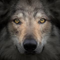 Wolf - The River Story, Revisited