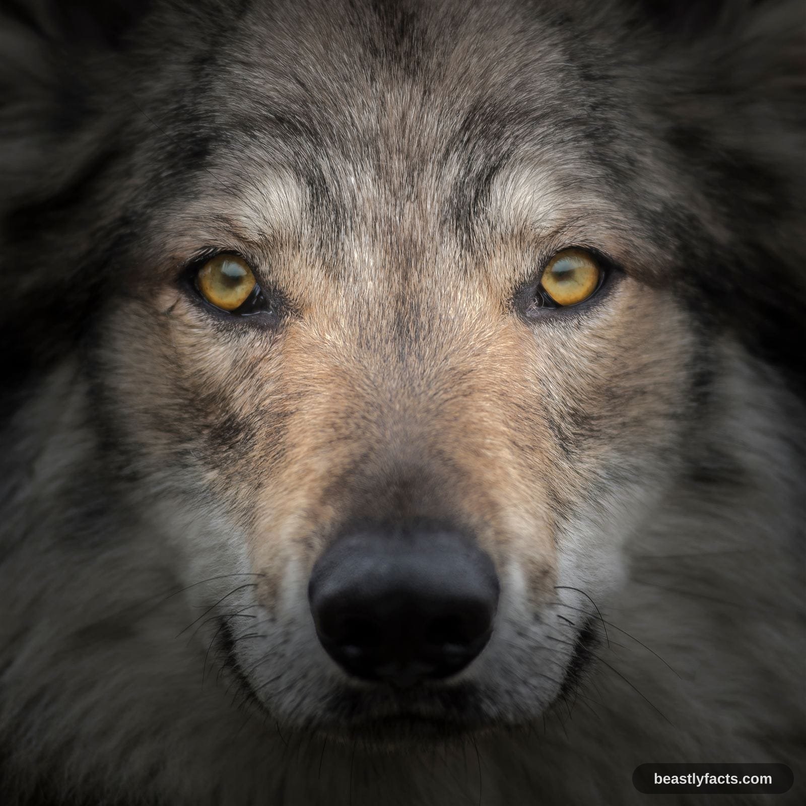 A grey wolf in profile with thick winter coat