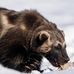 Wolverine - The Molar That Turns Sideways