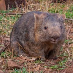 Wombat, Wombat Cube Poop