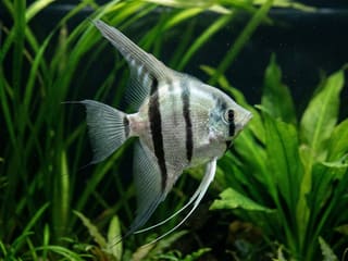 Angelfish