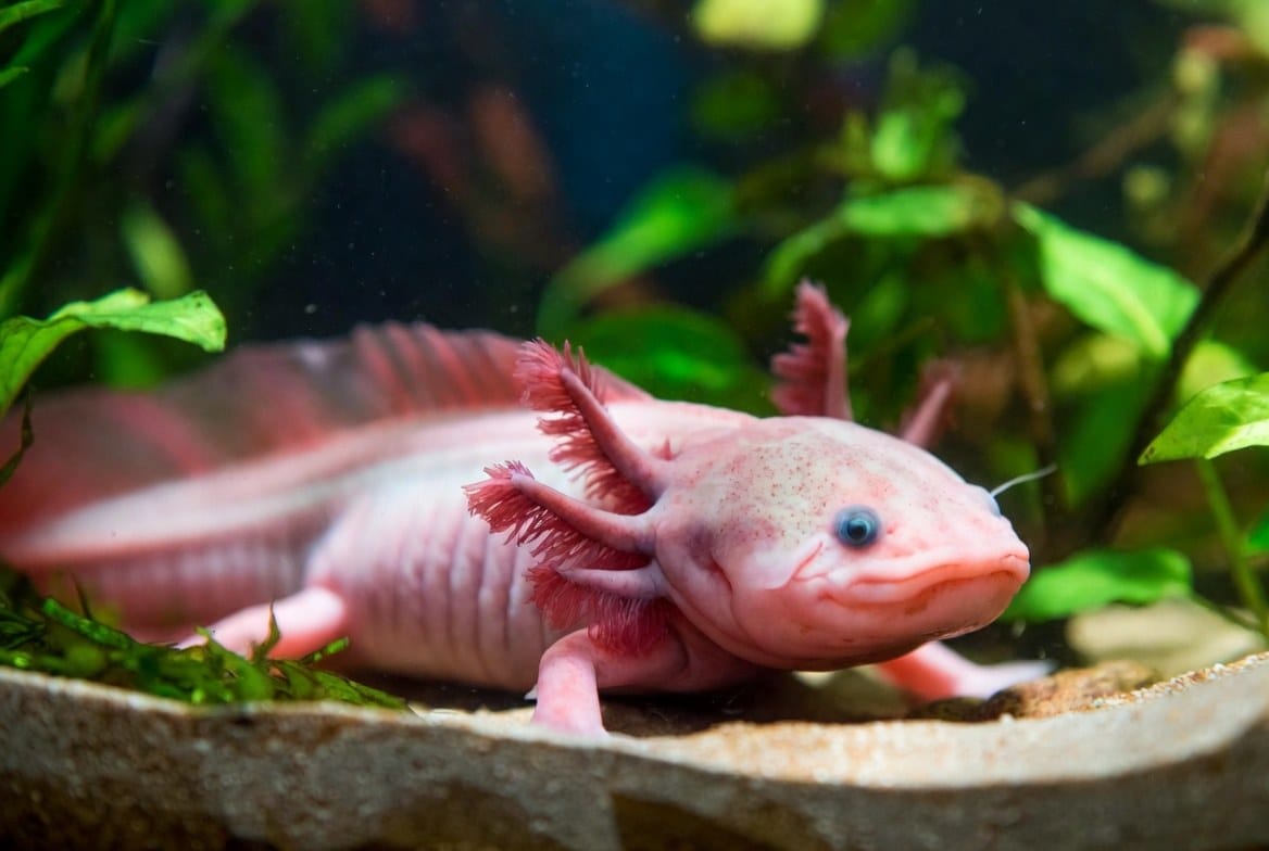 Pink axolotl in a planted aquarium, representing its state-by-state legal status