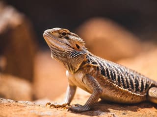 Bearded Dragon