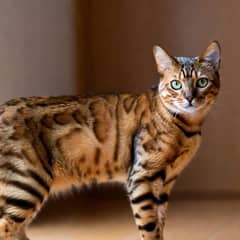Bengal cat with rosetted coat standing alert on a wooden floor