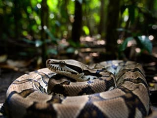 Boa Constrictor