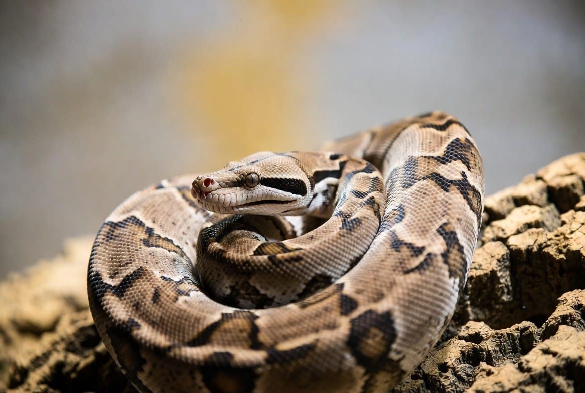 Boa constrictor coiled, representing its legal status across US states