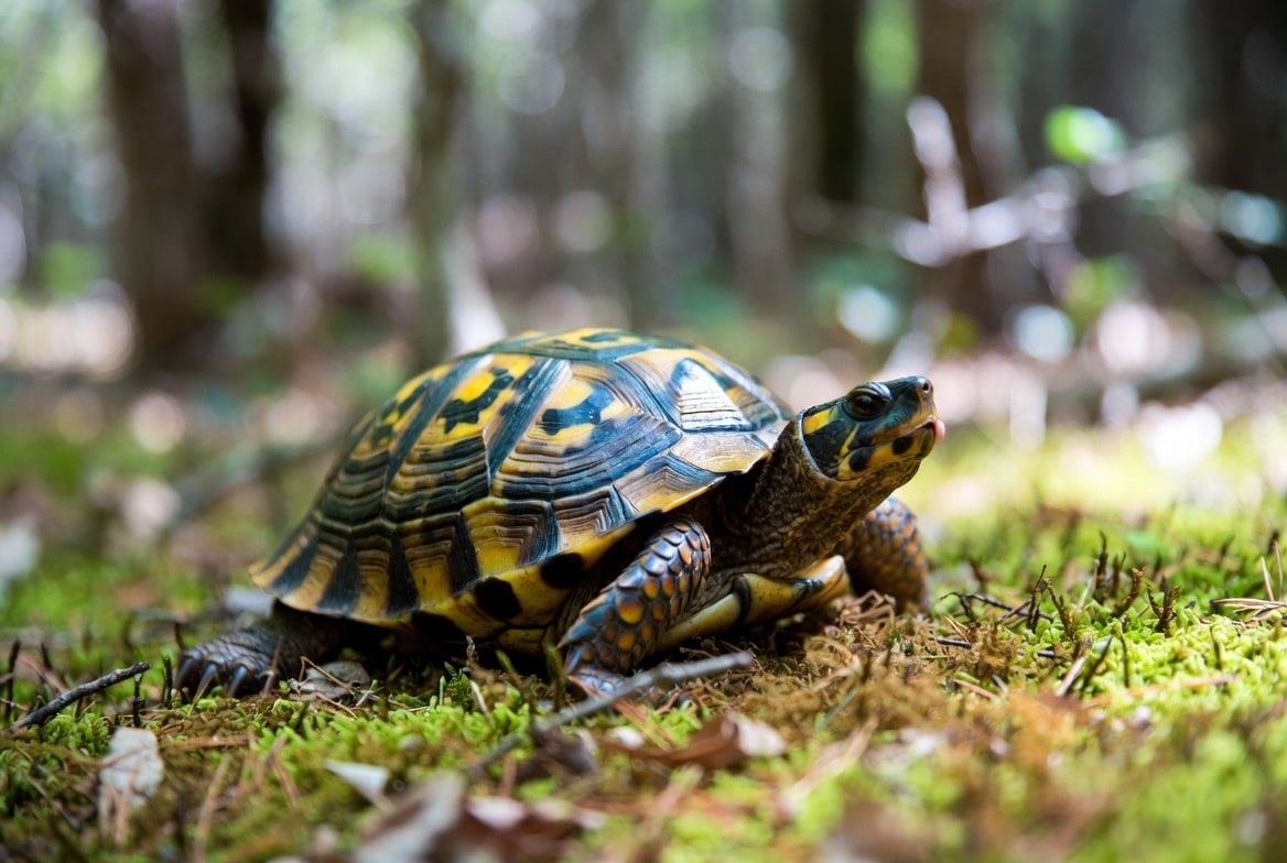 Eastern box turtle on a forest floor