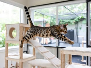 Bengal
