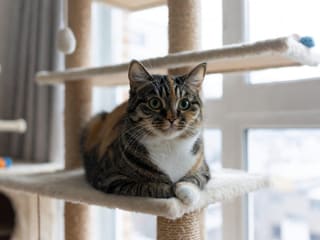 Domestic Shorthair
