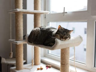 Cat Care: The Essentials