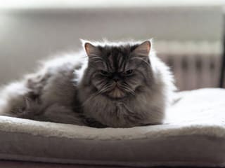 Persian