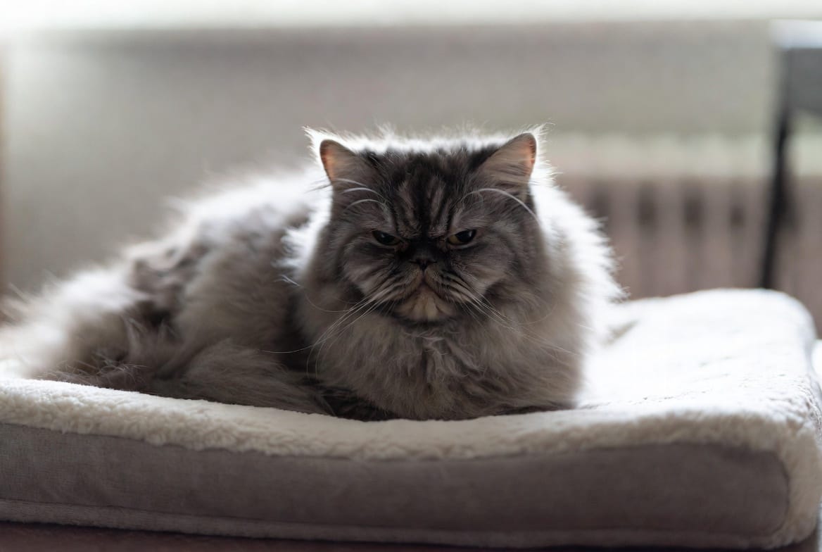 Persian: Breed Quirks - Cat