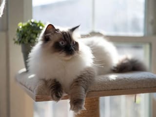 Ragdoll