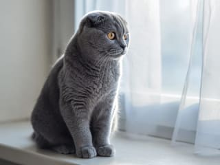 Scottish Fold
