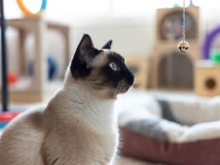 Siamese
