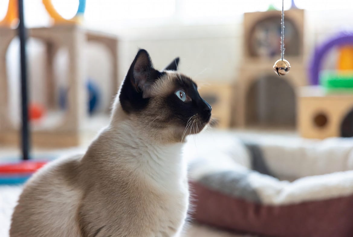 Siamese: Breed Quirks - Cat