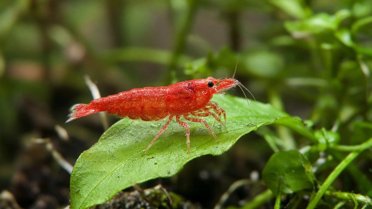 Cherry Shrimp - Invertebrates