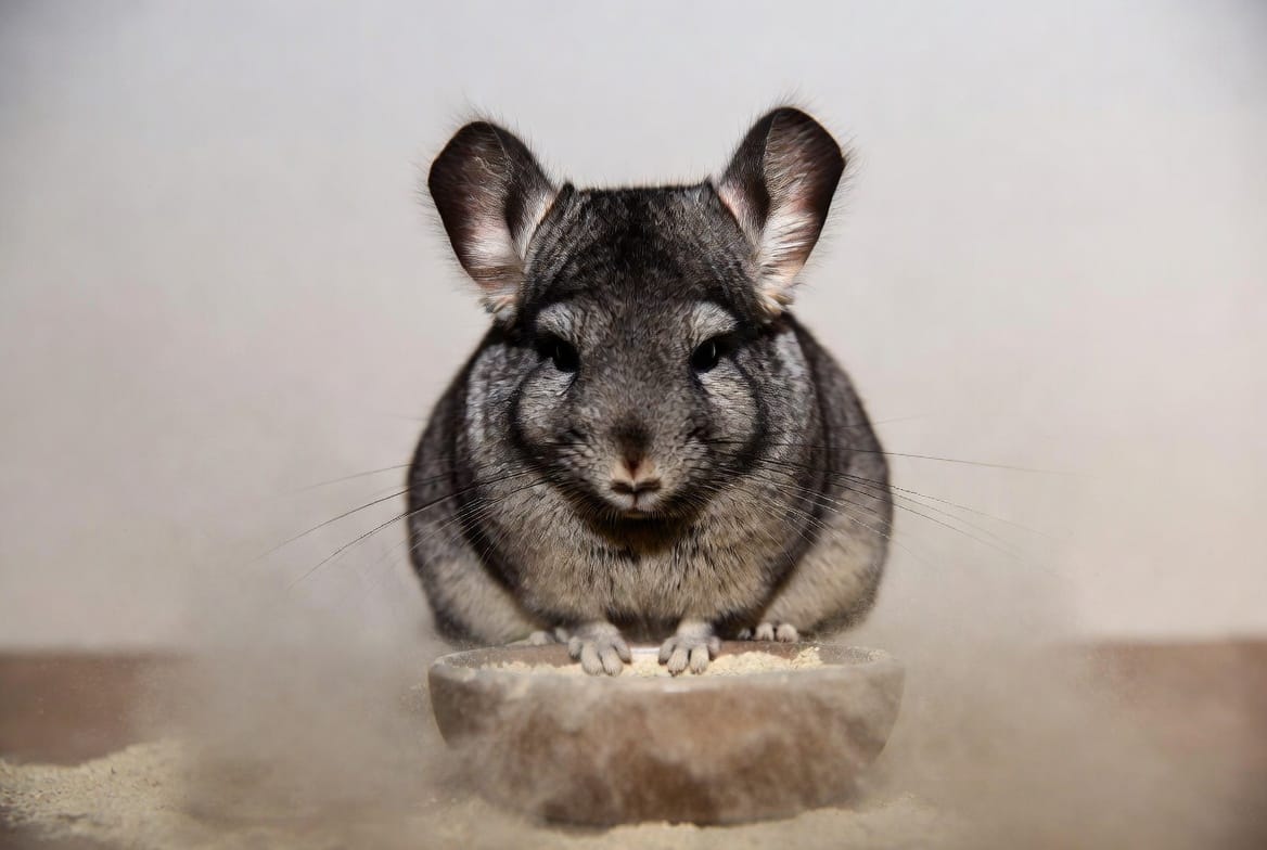Pet chinchilla taking a dust bath