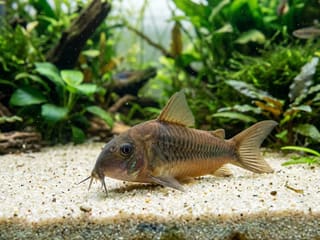 Corydoras Catfish