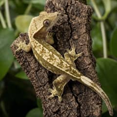 Crested gecko gripping a branch, showing the eyelash crests it is named for