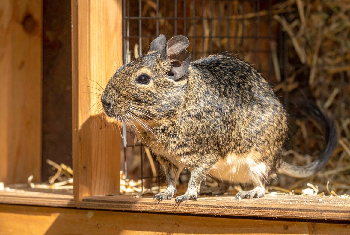 Degu - Small Mammals