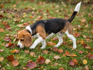 Beagle