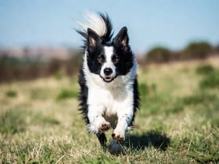 Border Collie