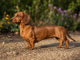 Dachshund