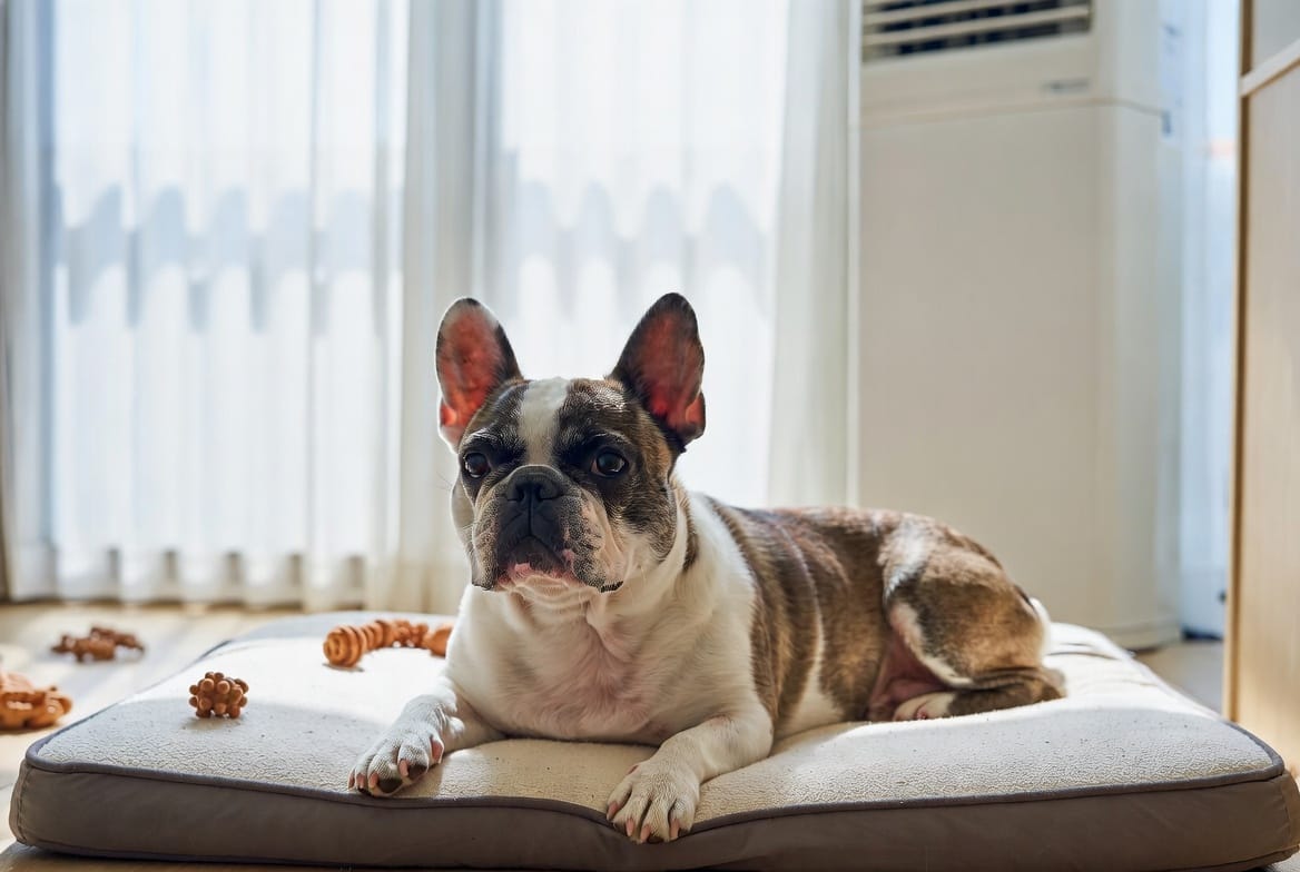 French Bulldog