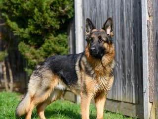 German Shepherd