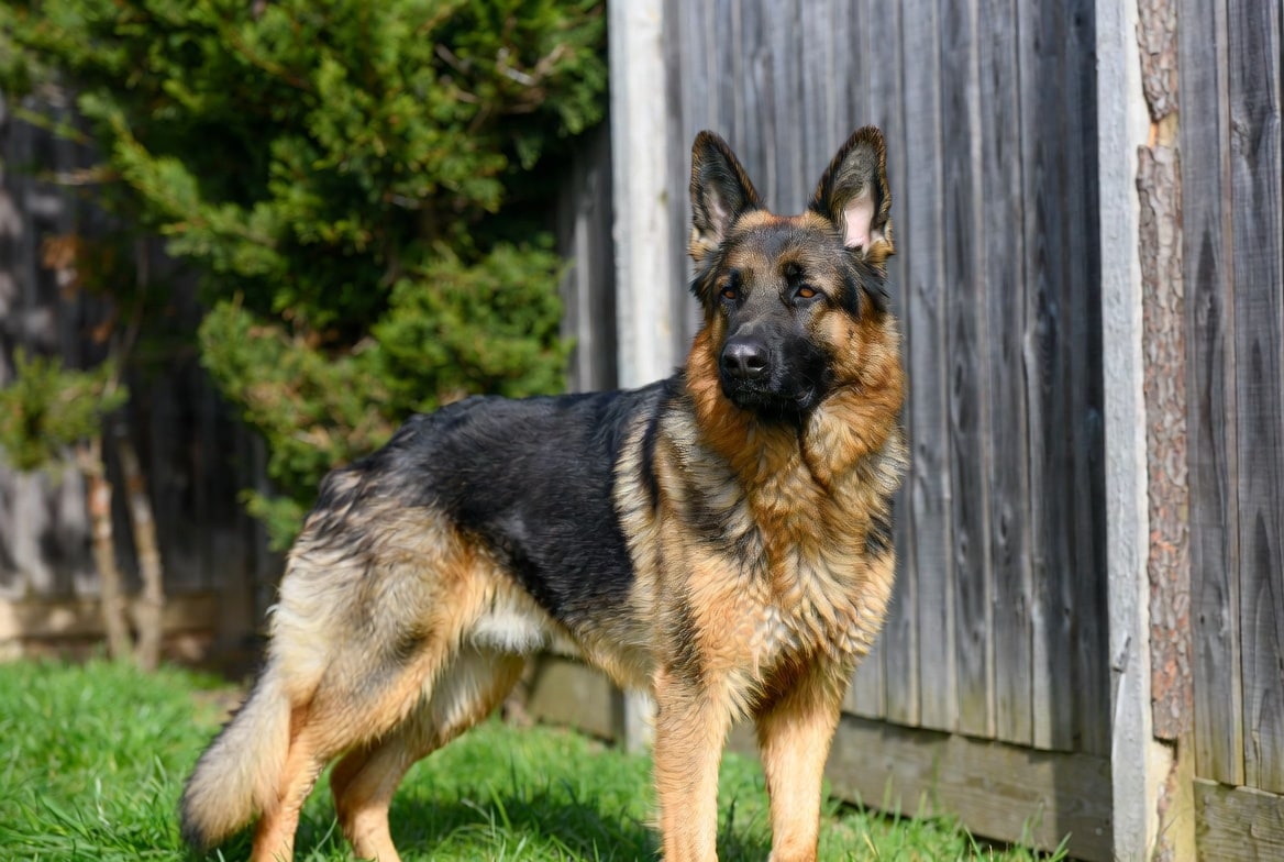 German Shepherd