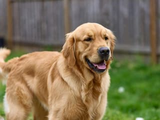 Golden Retriever