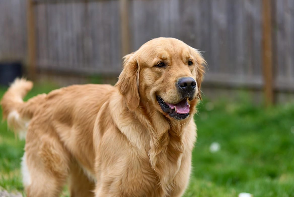 Golden Retriever